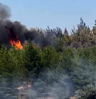 Seydikemer'de zirai alanda başlayan yangın ormana sıçradı, söndürme çalışmaları sürüyor
