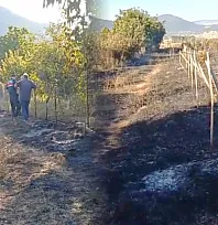 Seydikemer'de zirai alanda yangın: Üzüm bağları ve bahçeler zarar gördü