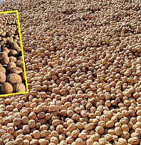 Seydikemer'in yaylalarında ceviz hasadı: Doğanın bereketi, üreticinin emeğiyle buluşuyor