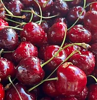 Türkiye'nin kiraz ihracatı 235 milyon dolara ulaştı