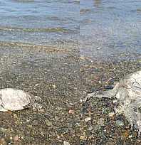 Ula'da sahilde Caretta Caretta bulundu