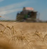 Üreticiye müjdeli haber: Saman fiyatları yarı yarıya geriledi