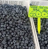 Yaban mersininde sezon sonu etkisi: Fethiye'de kilosu 600 TL