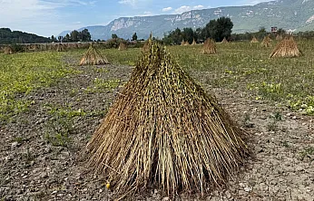 2. Gökova Susamı Hasat Festivali 3-4 Ekim'de düzenlenecek