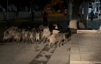 Bodrum'da domuz sürüsü mahalleye indi