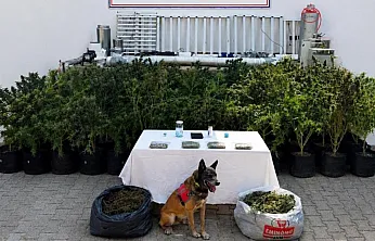 Bodrum'da evden 56 kök kenevir ve 10 kilo skunk ele geçirildi