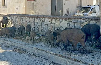 Bodrum'da gündüz vakti domuz sürüsü mahalleye indi
