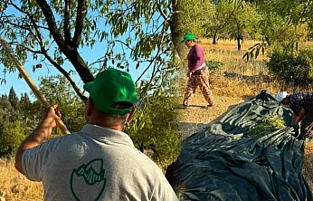 Datça'da badem hasadı başladı