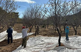 Datça'da badem hasadı sürüyor
