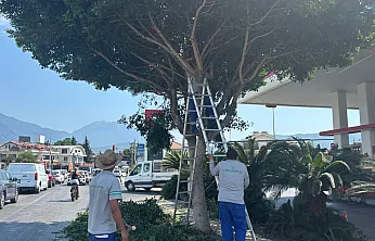 Fethiye Belediyesi'nden ağaçlara mevsimlik bakım
