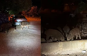 Fethiye'de Domuzlar Sokağa İndi