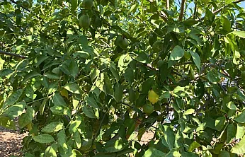 Fethiye'de dört mevsim hasat mümkün: Yediveren limonu üreticiye umut oluyor