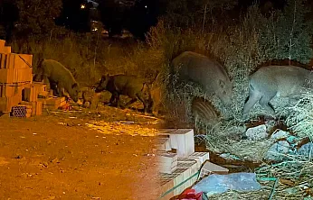 Fethiye'de gece yarısı beklenmedik misafirler