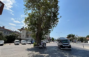 Fethiye'de Herkes 'Zincirli Kavak' Diyor Ama O Ağaç Aslında Kavak Değil!