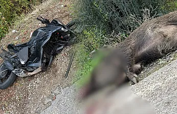 Fethiye'de Motosiklet Domuza Çarptı: Sürücü Yaralandı