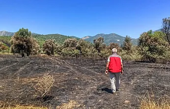 Fethiye'de orman yangınından etkilenen tarım alanlarında hasar tespiti yapılıyor