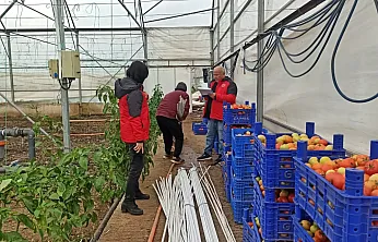 Fethiye'de seralarda hasar tespit çalışmaları sürüyor