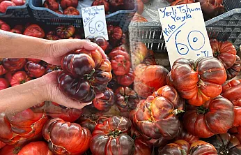 Fethiye'de Tarlaların Yeni Rengi: Çikolata Domates