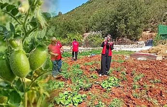 Fethiye'de üretim planlaması için nohut tarlaları incelendi