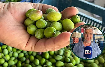 Fethiye'de zeytin sezonu başladı, alım noktalarında hareketlilik arttı