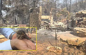 Fethiye'deki Yangında Kayaların Arasında Mahsur Kalan Yavru Kedi Kurtarıldı