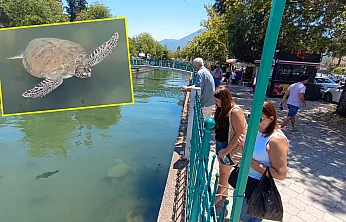 Fethiye Körfezi'ne bağlanan kanaldaki 'Caretta Carettalar' ilgi odağı oldu