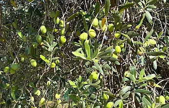Fethiye'nin bereket ağacı: Zeytin