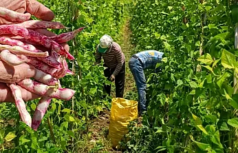 Fethiye'nin meşhur 'İnlice Barbunyasında' hasat mesaisi başladı