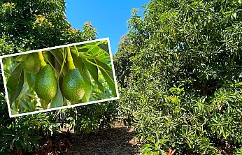 Fethiye'nin yeni tarım yıldızı: Avokado üreticisine dört mevsim umut oluyor