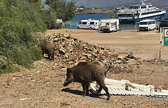 Fethiye Yarımadası'nın Sevimli Misafirleri Gündüz Gezintisine Çıktı