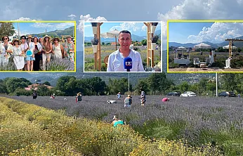 Fethiye Yeşilüzümlü'de 5. Lavanta Kesimi başladı