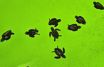 İztuzu Kumsalı'nda caretta carettaların yuvalama dönemi tamamlandı
