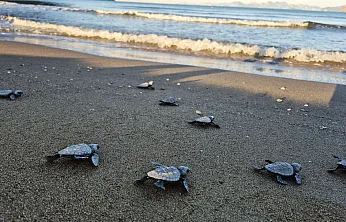 İztuzu'nda yaklaşık 30 bin caretta caretta yavrusu denize ulaştı