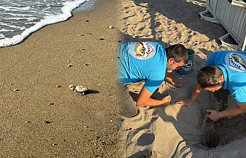 Kumsalda başlayan umut yolculuğu denizde tamamlandı: '62 caretta caretta yavrusu mavi sulara ulaştı'