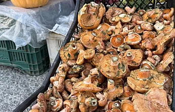 Menteşe'de ilk çıntarlar tezgahlarda