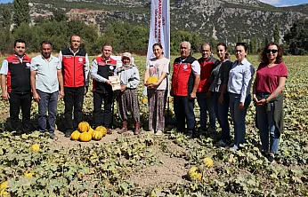 Menteşe'de yayla kavunu ve ata sebzelerinin hasadı yapıldı