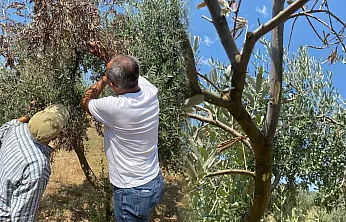 Menteşe'de zeytin ağaçlarında Verticillium solgunluğu kontrolleri yapıldı