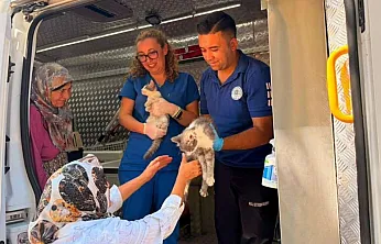 Menteşe'deki orman yangınında can dostlara acil müdahale