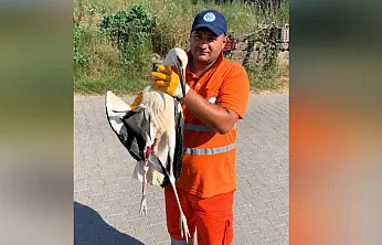Milas Belediyesi Personeli Yaralı Leyleği Kurtardı
