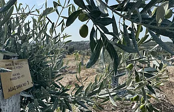 Milas'ta bilimsel yöntemlerle taşınan zeytin ağaçları, bir yıl dolmadan yeniden meyve vermeye başladı