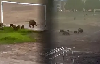 Milas'ta yaban domuzları futbol sahasını mesken tuttu