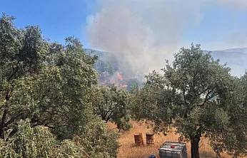 Milas'ta ziraat alanı yangını büyümeden söndürüldü