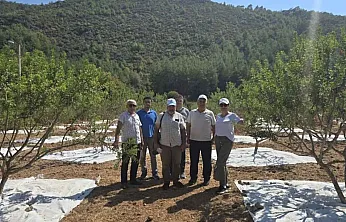 Muğla'da 11 Yıllık Emeğin Karşılığı: Sakız Bahçelerinde İlk Hasat