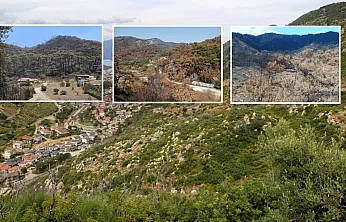 Muğla'da 2021 Yangınlarında Zarar Gören Ormanlar Yeniden Yeşerdi