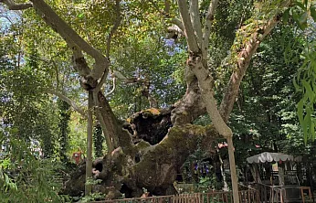Muğla'da 854 Yıllık Anıt Çınar Tarihe Tanıklık Ediyor