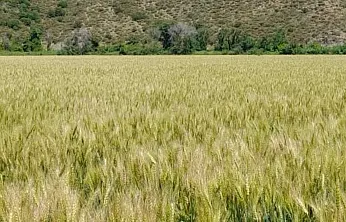 Muğla'da 9 bin 950 dekarda sertifikalı buğday tohumu üretildi