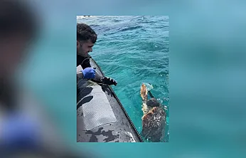 Muğla'da ağa takılan deniz kaplumbağasını dernek görevlileri kurtardı