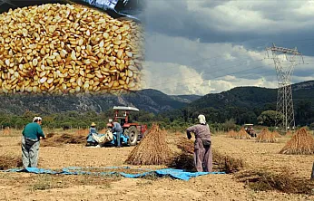 Muğla'da Altın Sarı Susam Hasadı Başladı: En Büyük Talep Japonya'dan