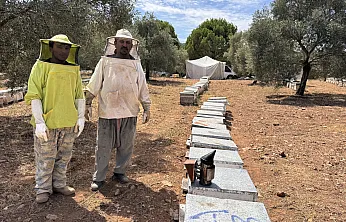 Muğla'da arıcılar çam balı rekoltesinden memnun