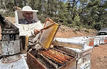 Muğla'da arıcılar çam balı rekoltesinden memnun